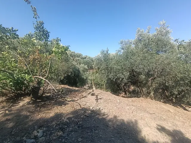 Selçuk Şirince Abuhayat Mevkiinde Satılık Hobi Bahçesi 2