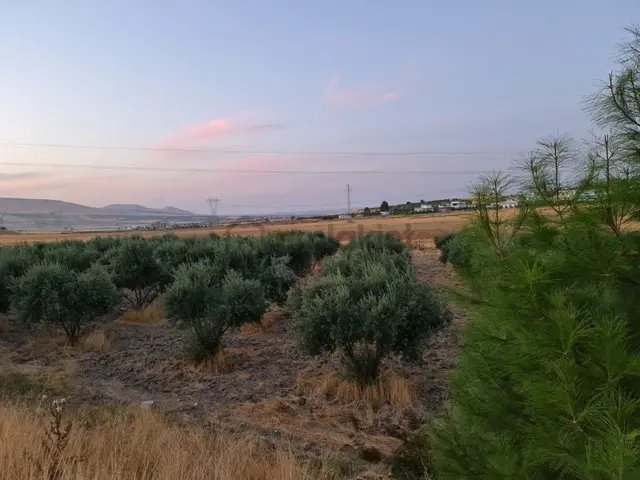 Yasin Batan' Dan Günışık Bozova Yol Üzeri Satılık Zeytinlik! 1