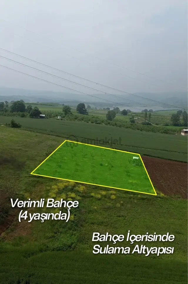İnegöl Şehitler’de 2.971 M² | Verime Geçmiş Ceviz Bahçesi 2