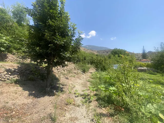 Amasya Zıyere De Satılık Meyve Dikili Bahçe 1978 Mk. 2