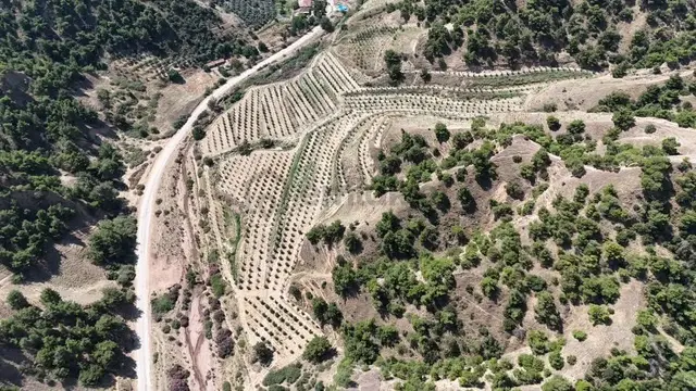 Tc Emlaktan Satılık 28.500 M2 Zeytinlik