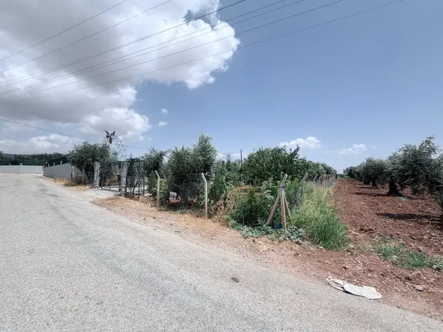 Hadi Gayrimenkulden Akpınar Yolu Asfalt Üzeri Satılık Zeytinlik 2
