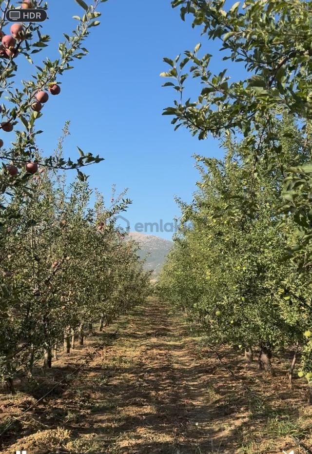 Satılık 10.000m² Elma Bahçesi Yatırım Tarım İçin Eşsiz Fırsat!