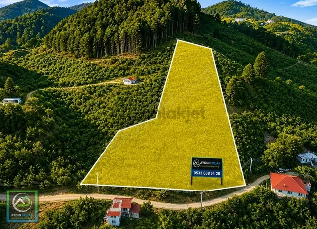 Akyazı Ballıkaya'da 5.270 M2 %40 Konut İmarlı Fındık Bahçesi 2