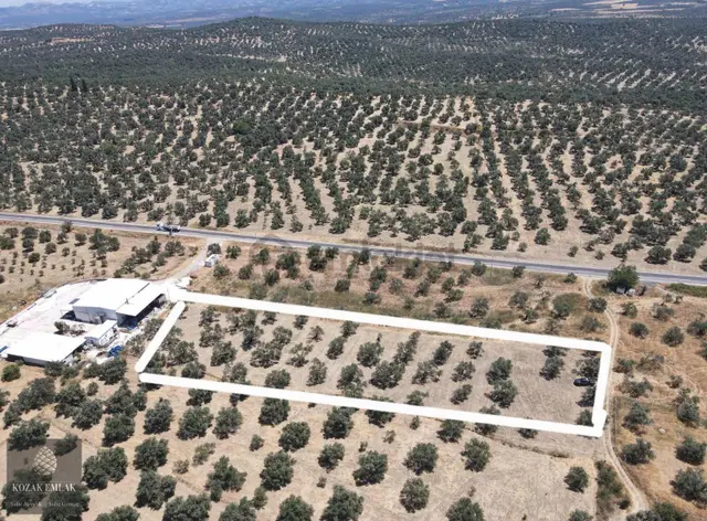 Ayvalık Kozak Yolunda Satılık Yola İkinci Parsel Zeytinlik 1