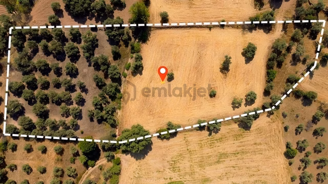 Milas Kısırlar'da Satılık Tek Tapu 9250 M² Zeytinli Tarla 1