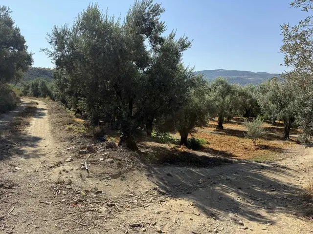 İznik Yeşilcami Mahallesinde Yolu Olan 2076 M2 Bakımlı Zeytinlik 1