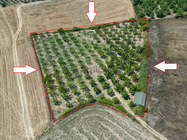Uzmanlar'dan Yalakdere 8745 M2 Satılık Ceviz Bahçesi 1