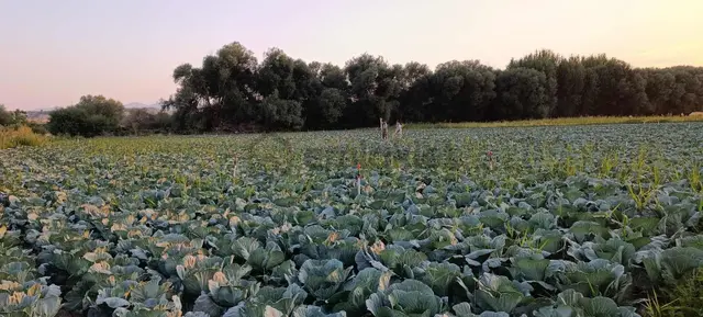 Enes Acur'dan Hatunsaray'da 4.266 M2 Dere Kenarı Sulak Tarla 1