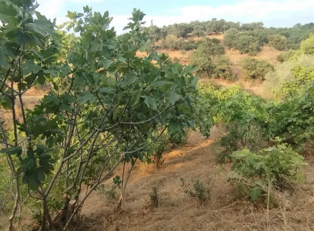 Pek Emlaktan Değirmendere De Satılık İki Tapu 9300 M2 Bahçe 1