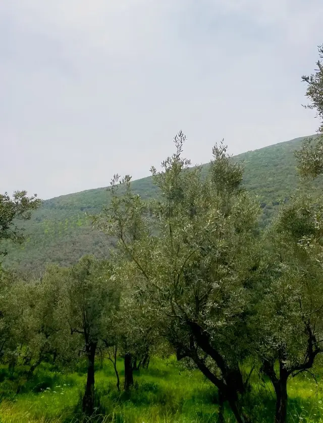 Bursa Emlak Alem-igedelek Te 681 M2 Resmi Yola Cepheli Zeytinlik 1