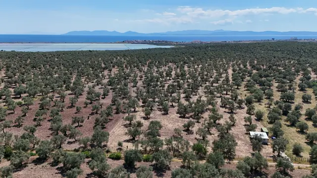 S&s Emlak'dan Küçükköy Karluca Mevkiinde 10.808 M2 Zeytinlik 1