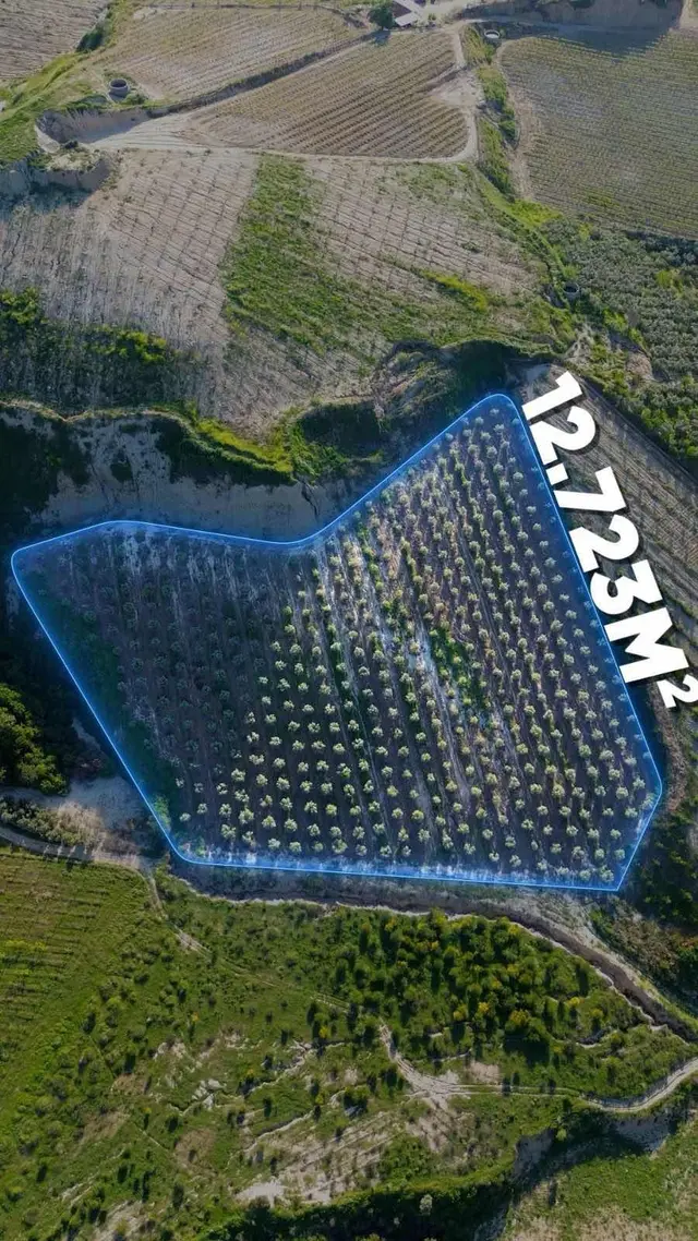 Manisa Alaşehir Kozluca Mahallesinde Satılık Zeytinlik 1