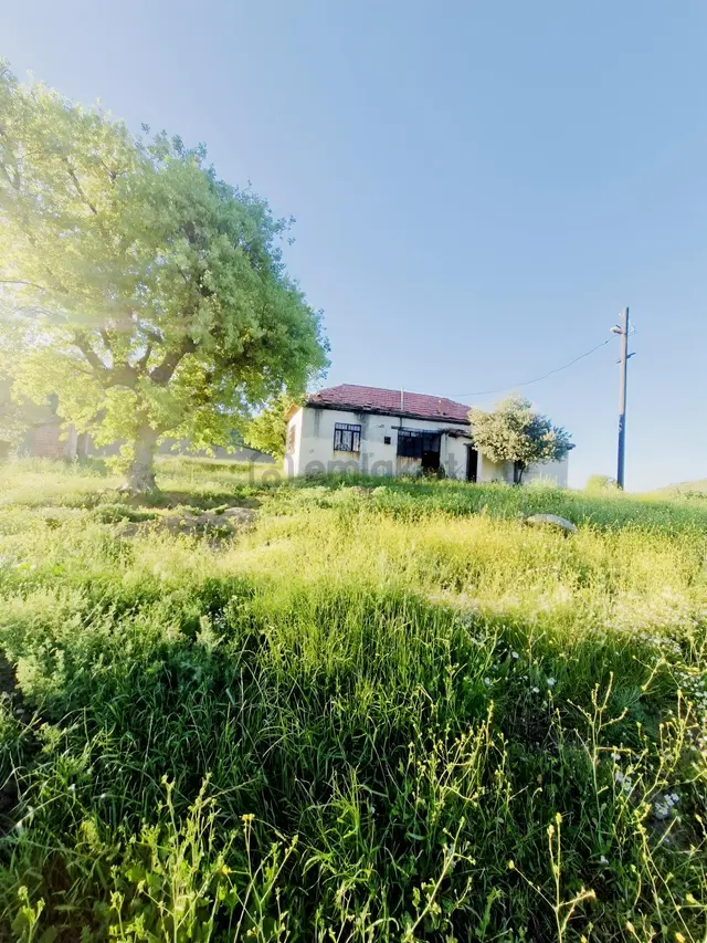 Filo Gayrimenkulden Satılık Zeytinlik Ve Müstakil Ev 1