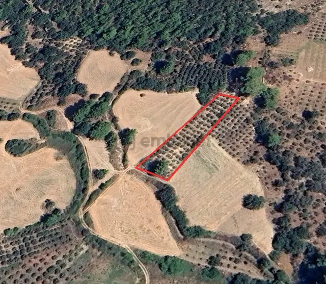 Mykonut'tan Seydikemer Bağlıağaç'ta 1497 M2 Satılık Tarla