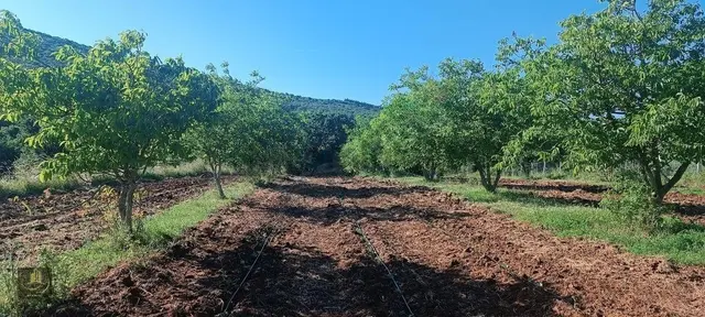 Karacabey Okçularda Cevizlik Ve Yatırımlık Fırsat Arazi 1