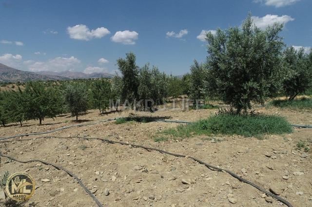 Dicle Alacakaya Arasında Kaçırılmayacak Hazır Kurulu Düzen Bahçe 1