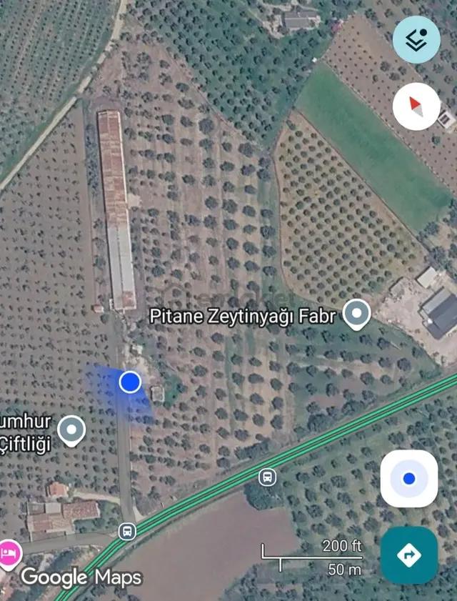 Çandarlı Anayola Cepheli Satılık Zeytinlik