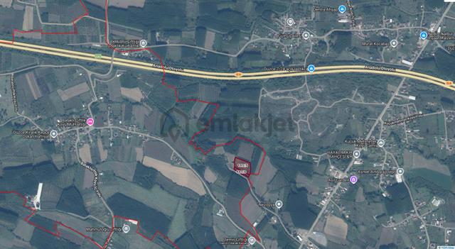Düzce Bataklık Çiflik Köyünde Satılık Kavaklıklı Arazi 1