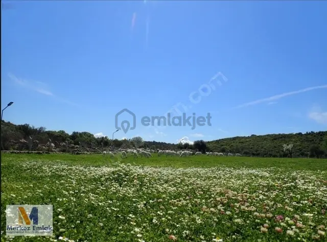 Merkez'den Katıralanında Satılık Tarlalar 1