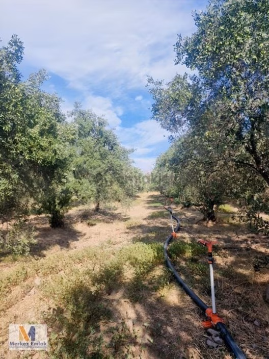 Merkez'den İmar Sınırında Kadastral Yolu Olan Satılık Tarla 1