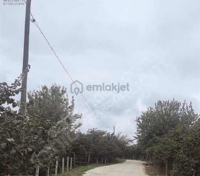 Kocaali Gümüşoluk Mah (bolazar) 10 Dönüm Fırsat Fındıkbahçesi 1