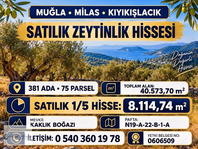 Muğla Milas Kıyıkışlacıkta Zeytinlik Hissesi Satılık 1