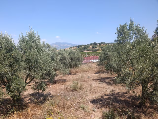 Geyve Umurbey De Yatırımlık Zeytinlik 1