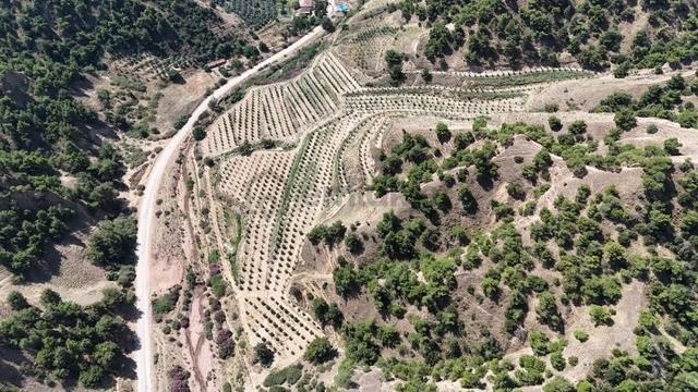 Tc Emlaktan Satılık 28.500 M2 Zeytinlik 1