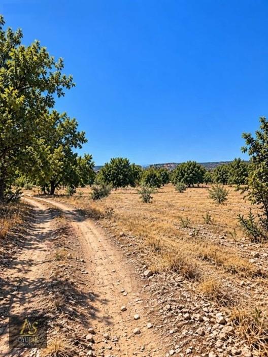 Denizli Acıpayam Kuzören 205 Ada 85 Par 236m2 Tarla Yolu Var 1