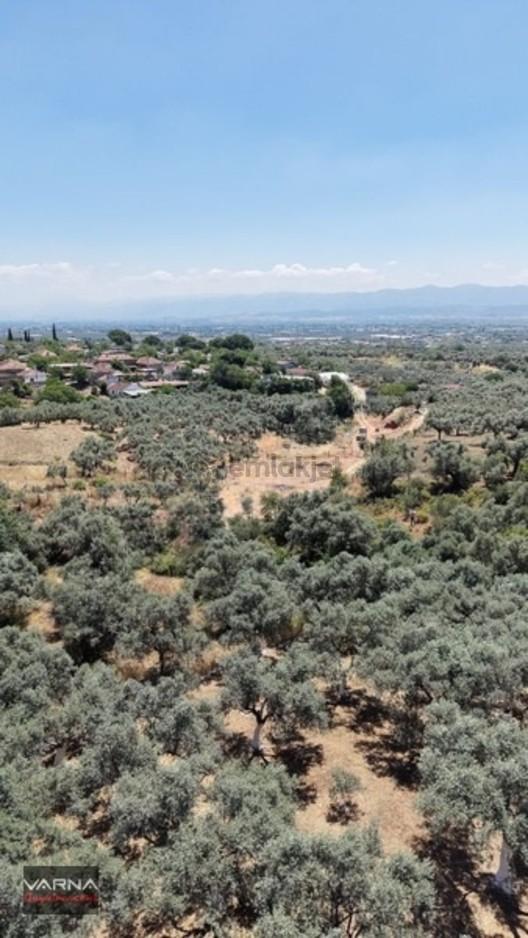 Bayındır 2100 M2 Müstakil Tapulu İcinde Zeytin Ağaclari Var 1