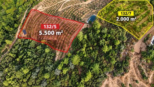 Karaçukur Mahallesi Kurulu Düzen 7.5 Dönüm Avokado Bahçesi 1