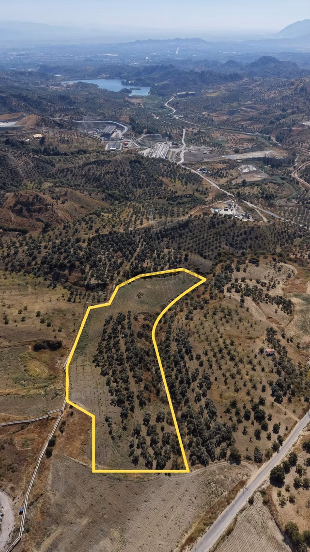 Aydın Germencik Bozköy Yolu Kenarı 25.765m2 Zeytin & İncirlik 1