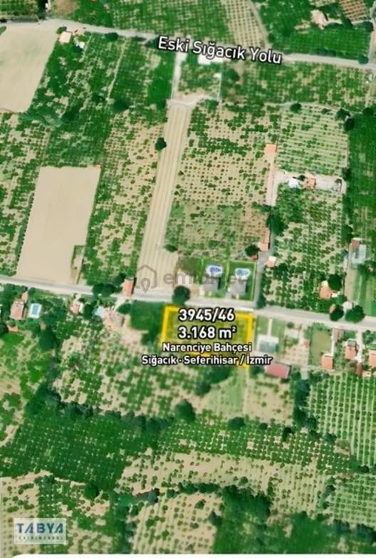 Sığacık'da 3.200 M² Narenciye Bahçesi, Ana Yola Cephe