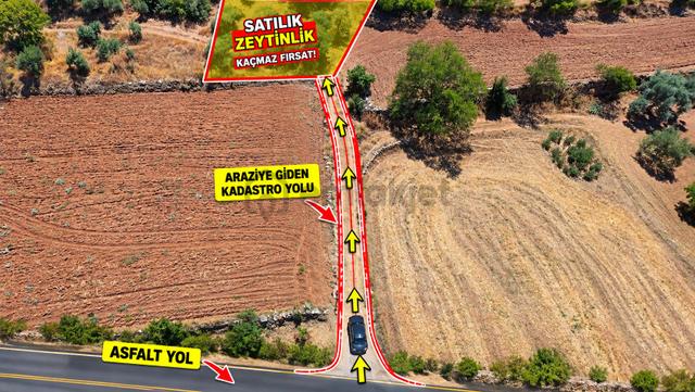 Satılık Zeytinlik – Beyerli / Nazilli 1