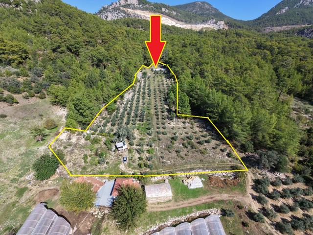 Kumluca Erentepe Köyünde Satılık 9.5 Dönüm Tarla-zeytinlik 1