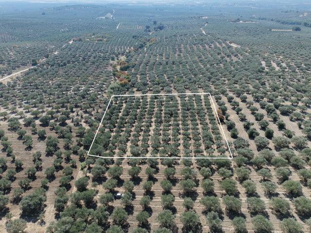 Ballıca Mahallesinde Satılık 8.250 M² Tam Verimde Zeytin Bahçes 1
