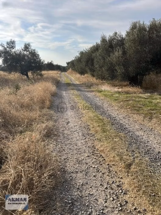 Efendi Mh Satılık Zeytin Lik 1040 M2 Tek Tapu 1
