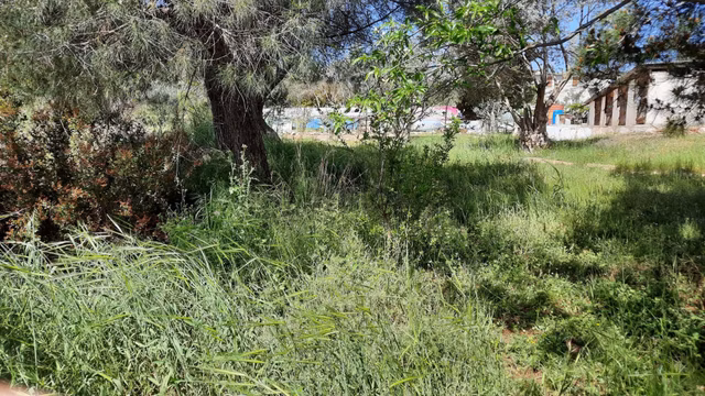 Acill Menderes Ata Mahallesinde 248m2 Tek Tapulu Etrafı Çevrili Satılık Tarla Bahçe 1