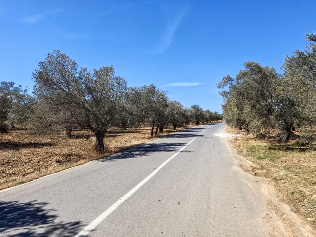 Artur Tatil Köyü Sitelerine Yakın 2.659 M² Zeytinlik 1