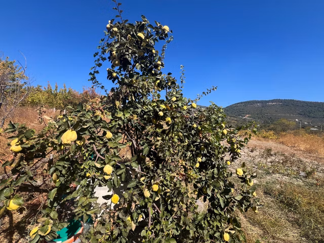 Buca Kırklarda Kadastral Yola Cepheli Yatırımlık Tarla&bağ 1