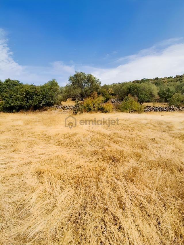 Uzun Emlaktan Karakılınçlıda 17.200 M2 Tarla Yolu Var 1