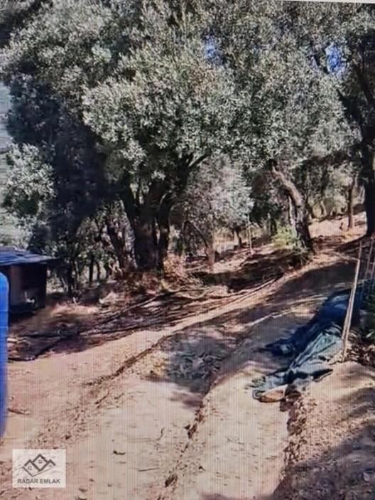 Bayındır'da Kızıloba 4076 M2 İçinde Zeytin Ve Meyve Ağaçları Var 1