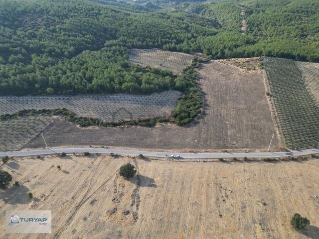 Bergama Zeytindağda Yola Cepheli Satılık Verimli Tarla