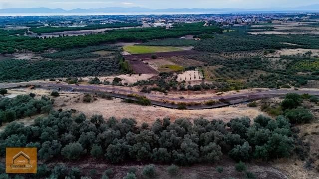 Ayvalık Üçkabaağaç Köyünde Satılık Manzaralı Zeytinlik 1