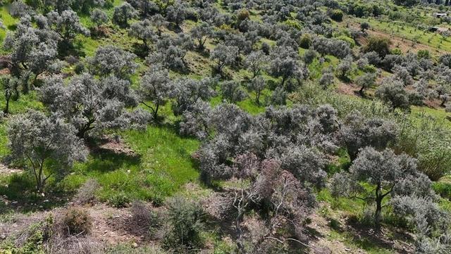 Pek Emlaktan İzmir Tire Ayaklıkırı Satılık Zeytinlik 1