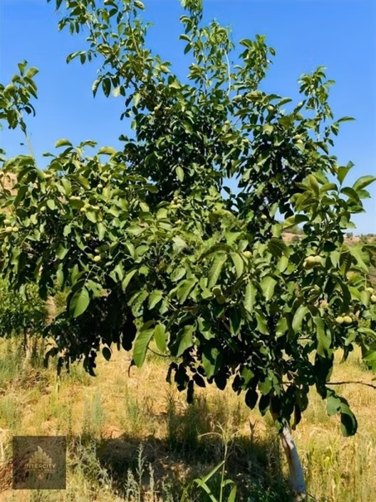 Bozdoğan 17.273 M² Havuzlu Chandler Ceviz Bahçesi 1