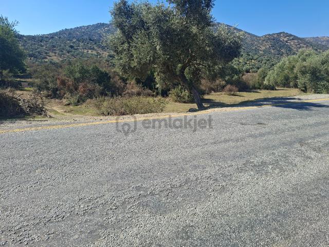 Ana Yol Kenarı 26 Dönüm Hayvancılık İçin Uygun Suyu Kuyusu Aktif 1