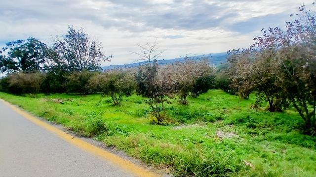 Sakarya / Ferizli / Teberik Mahallesi Satılık Fındık Bahçesi 1