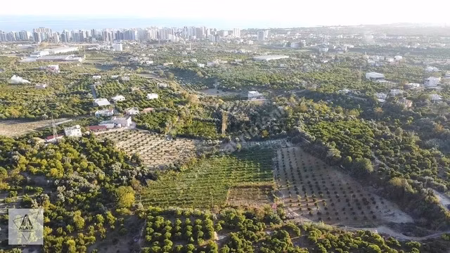 D400'e 1.5 Km Yolu Var Limon Bahçesi 1